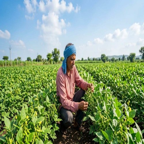 Indian farmer inspecting healthy green moong crop plants in an agricultural field under a bright blue sky during the growing season.